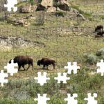 Roosevelt National Park Puzzle No 21-3541