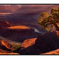 Dead Fork Utah License Plate