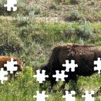 The Bison of Roosevelt National Park Jigsaw Puzzle