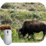 The Bison of Roosevelt National Park Mouse Pad