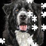 Border Collie Dog Lover Jigsaw Puzzle D-909
