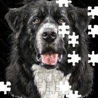 Border Collie Dog Lover Jigsaw Puzzle D-909