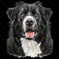 Border Collie Dog Lover Direct to Film (DTF) Heat Transfer D-909