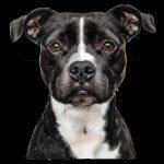 Bull Terrier Dog Lover Direct to Film (DTF) Heat Transfer D-914