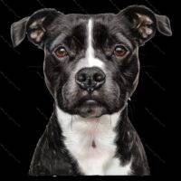 Bull Terrier Dog Lover Direct to Film (DTF) Heat Transfer D-914