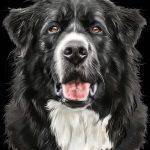 Border Collie Dog Lover Metal Photo D-909