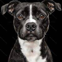 Bull Terrier Dog Lover Metal Photo D-914